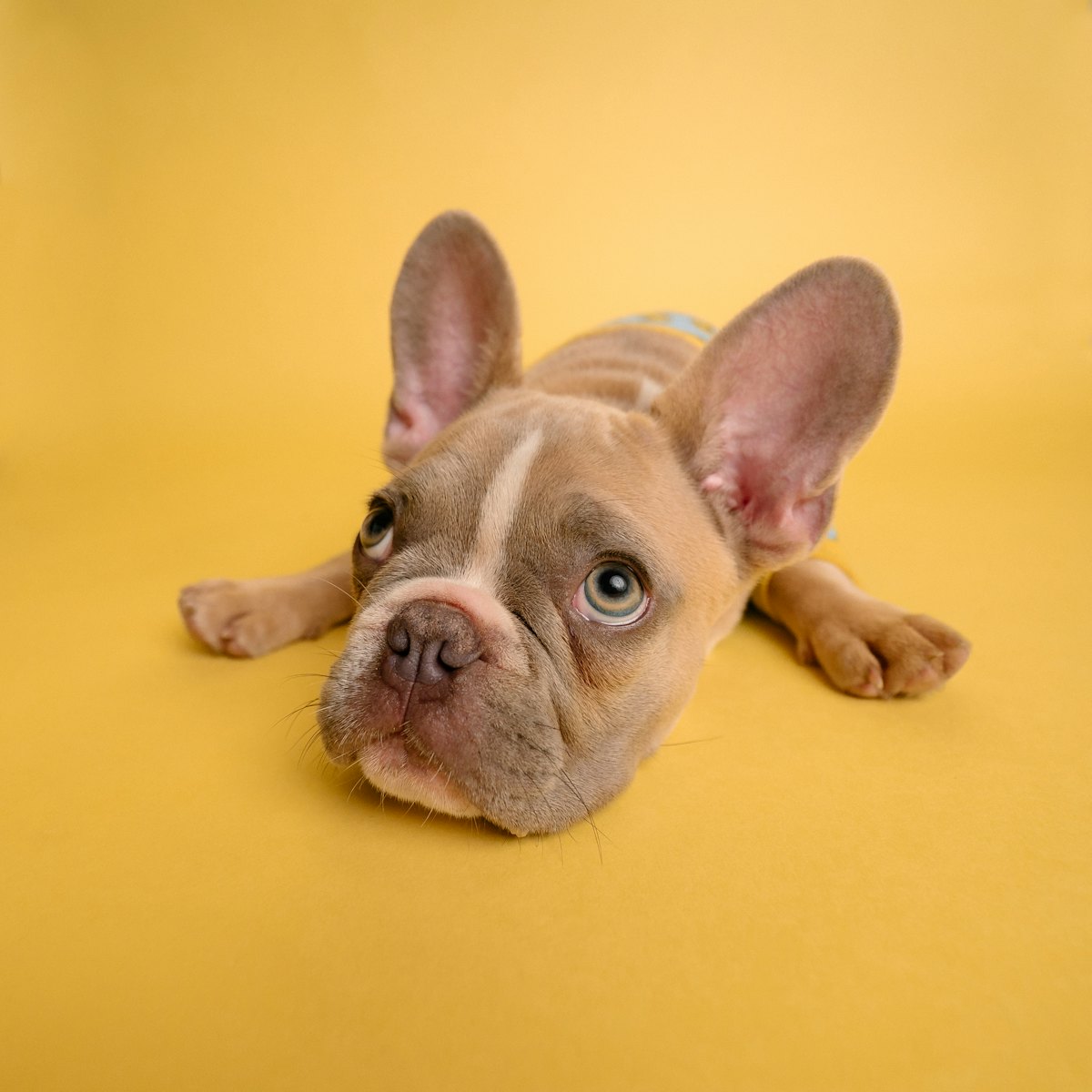 Colaboradora com seu cachorro